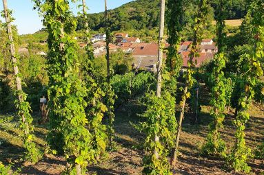 MDT Terres Touloises
