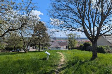 Pauline Louyot - MDT Terres Touloises