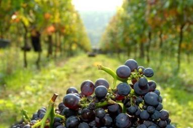 Domaine des Coteaux de Dornot   
