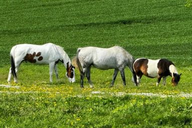 Ferme Équestre du Vieux Fey /Facebook
