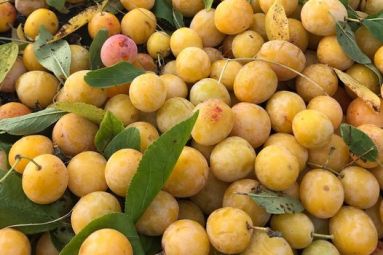 La Ferme des Prun'Elles