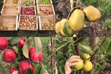 La Ferme des Prun'Elles