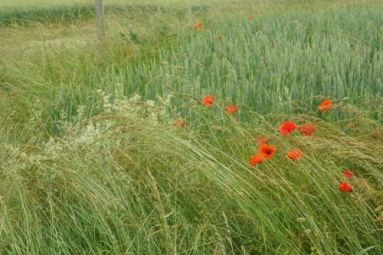 OT Mirecourt