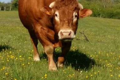 Ferme des Murats