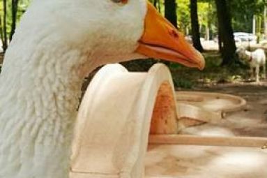 Saguet Animations