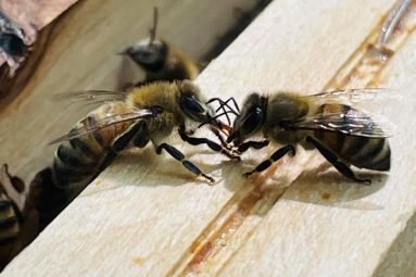 L'abeille de Boust - Gregory Breuil