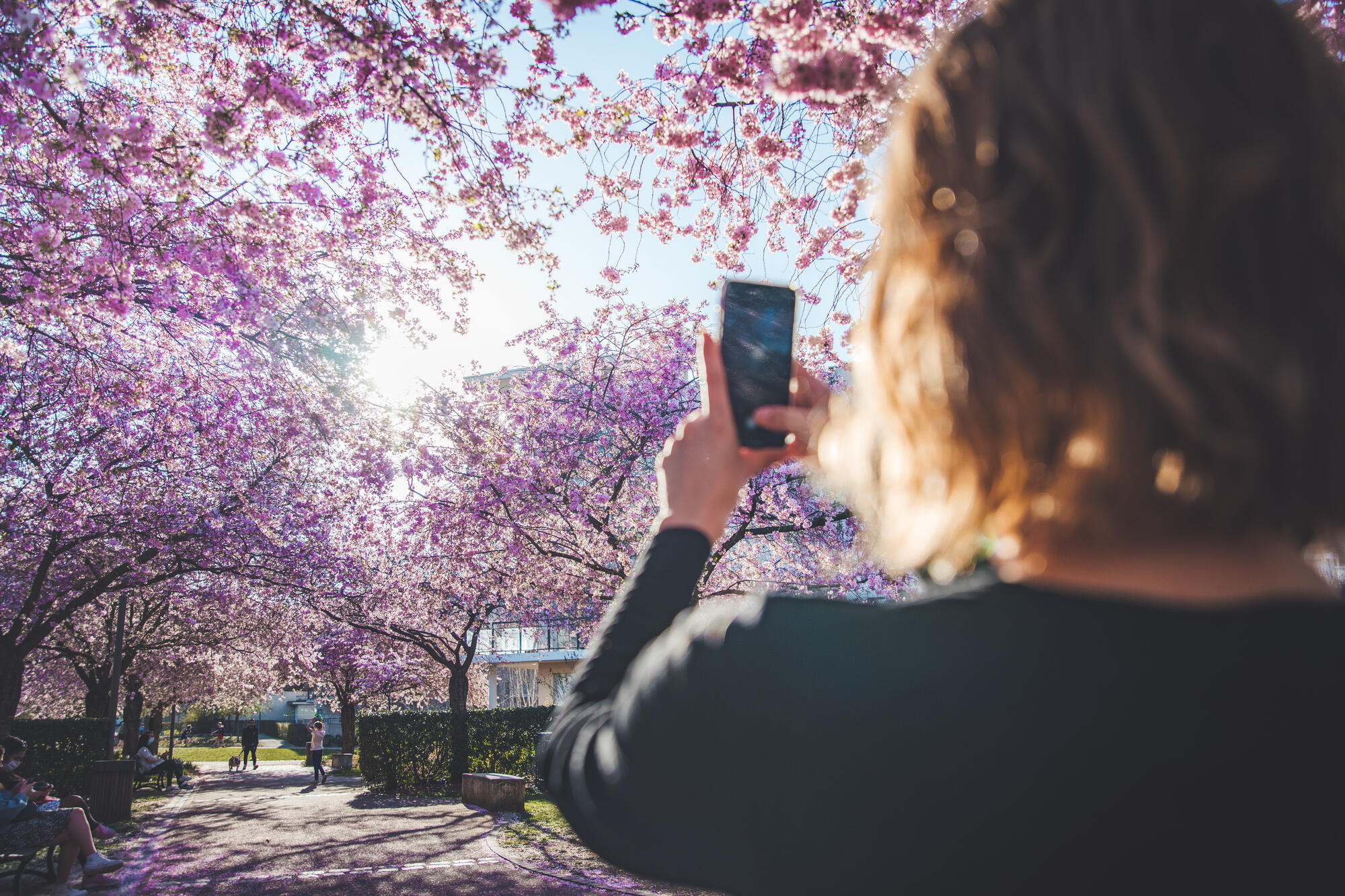 arbres en fleurs au printemps