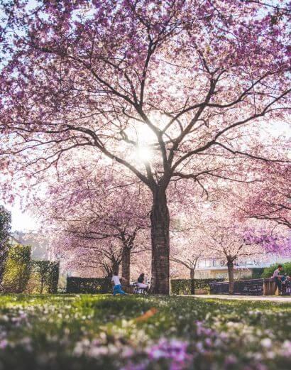 Prunus en fleurs au parc Paul Verlaine à Nancy au printemps